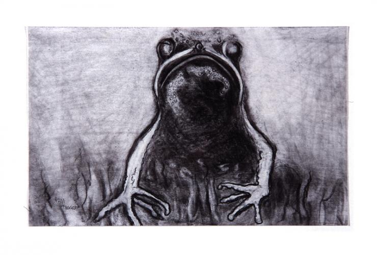 frog drawing by Pam Taggart