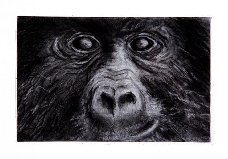 mountain gorilla drawing by Pam Taggart