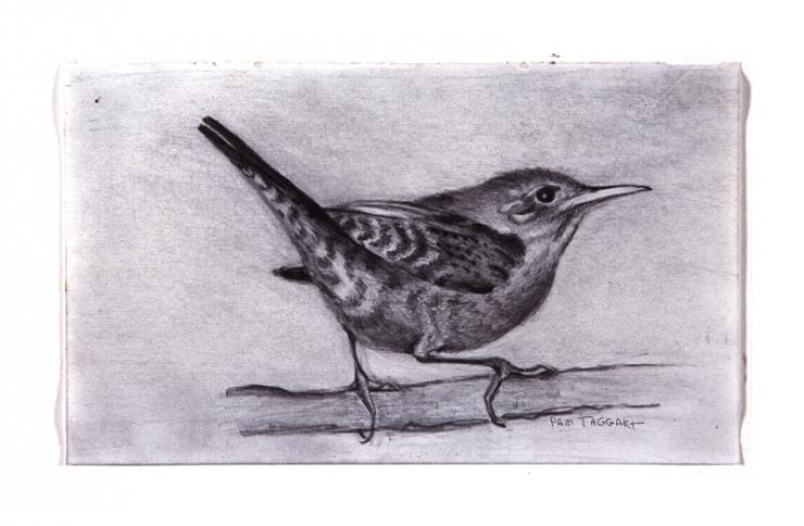 South Carolina wren drawing by Pam Taggart