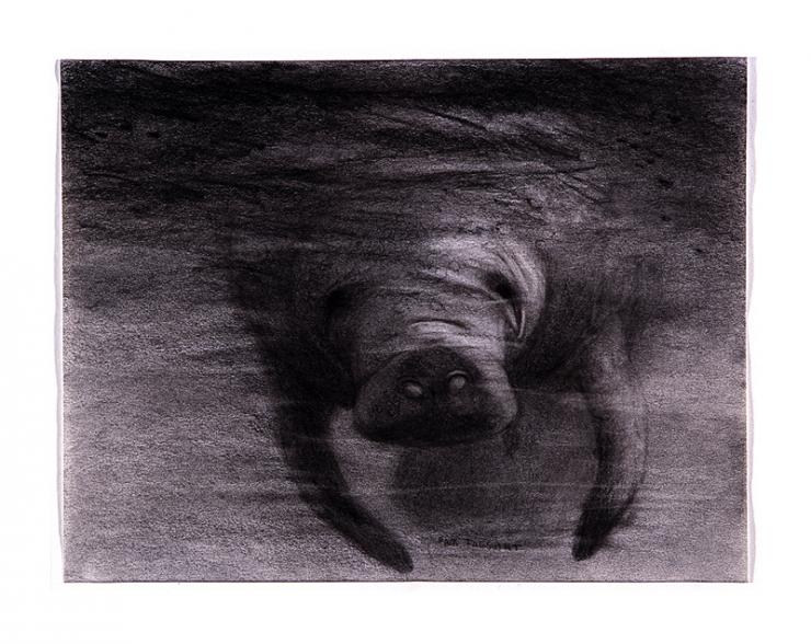 Florida manatee drawing by Pam Taggart